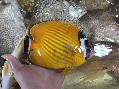 Butterflyfish (Chaetodon wiebeli) — Chaetodontidae