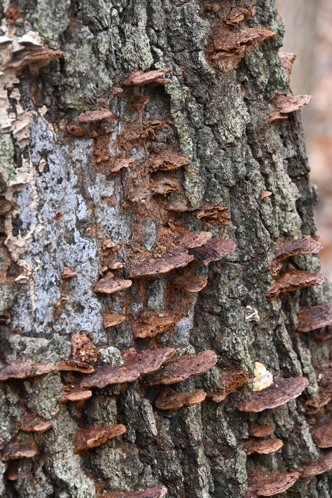 Fuscoporia gilva · January 2026 · photo: © vince13 (iNaturalist, cc0)