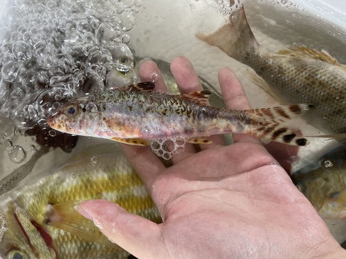 Bartaiedl goatfish (Upeneus tragula) — Mullidae — 3