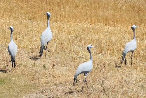 iNaturalist: (c) Steve Mayo, some rights reserved (CC BY-NC), uploaded by Steve Mayo iNaturalist image