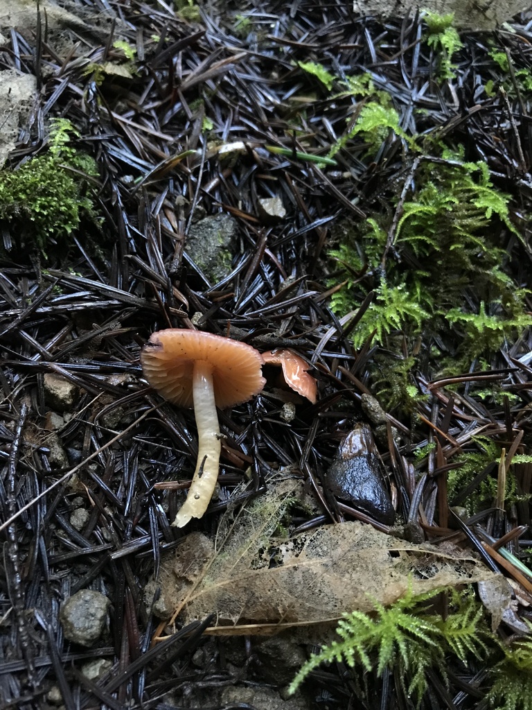 Gliophorus psittacinus · January 2026 · photo: © paganka (iNaturalist, cc-by-nc)