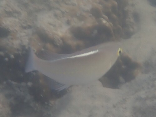 Scolopsis ciliata