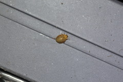 Harmonia sedecimnotata