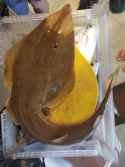 Stripenose Guitarfish photo 1