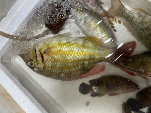 Ornate emperor (Lethrinus ornatus) — Lethrinidae — 5
