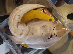 Stripenose Guitarfish photo 2