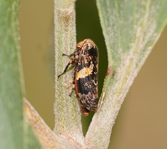 Eurymeloides adspersa