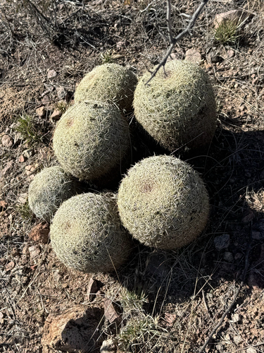 Recurved Cory Cactus (Coryphantha recurvata)