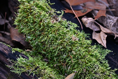 Flattened Entodon Moss (Entodon cladorrhizans)