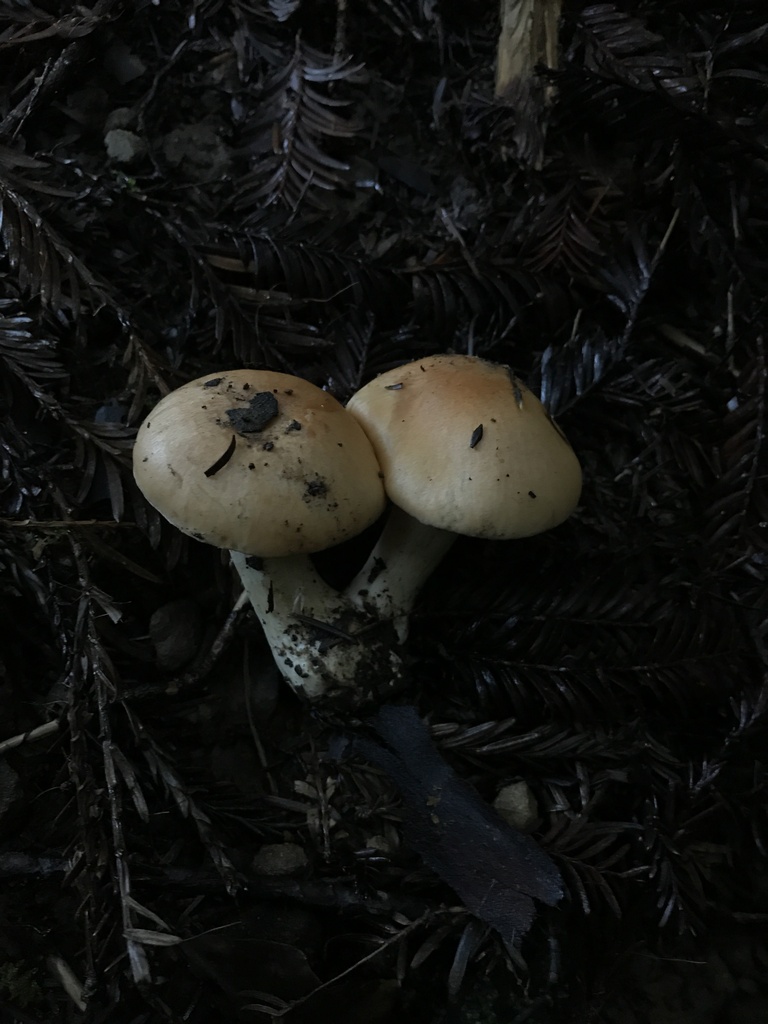 Cuphophyllus pratensis · January 2026 · photo: © paganka (iNaturalist, cc-by-nc)