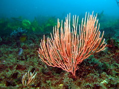 Sphaerokodisis australis