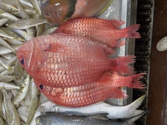 Japanese Soldierfish photo 2