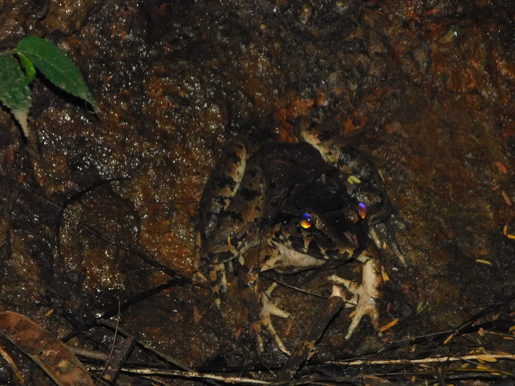 Bangkong saklon (Limnonectes macrodon)