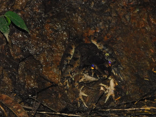 Limnonectes macrodon