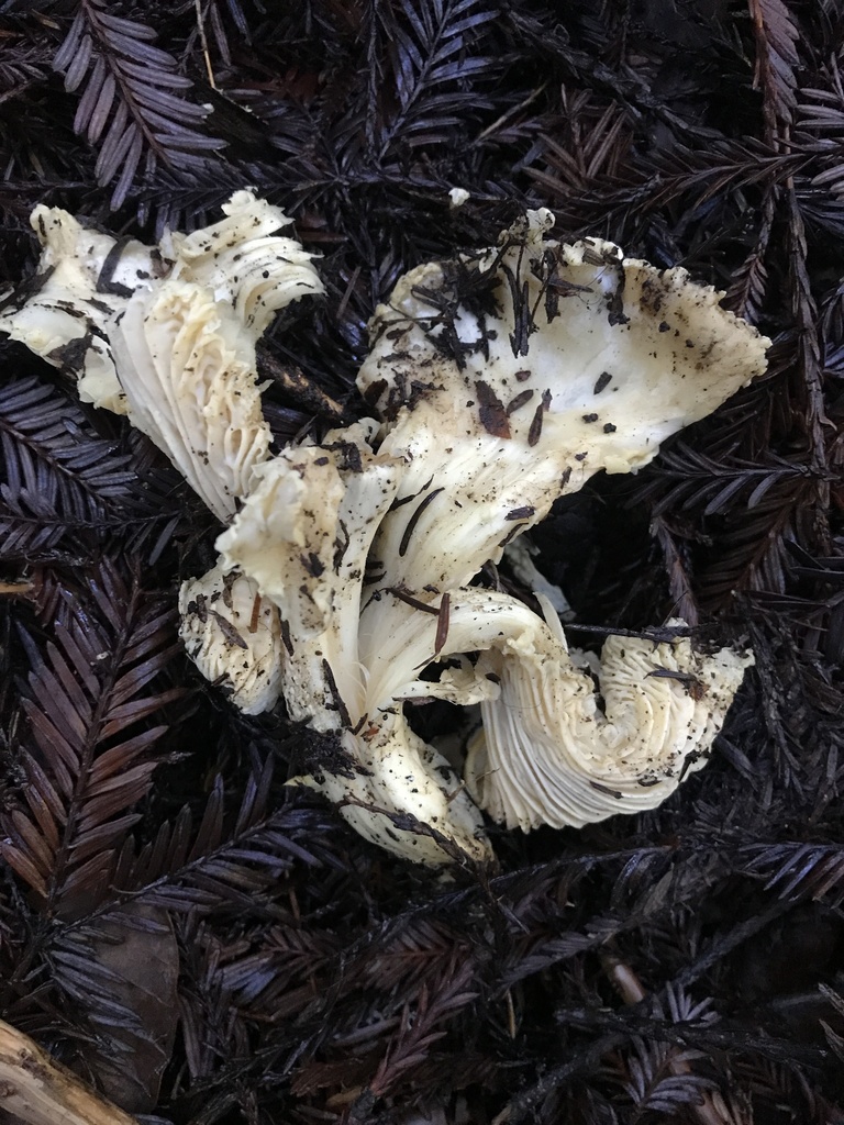 Cantharellus subalbidus · January 2026 · photo: © paganka (iNaturalist, cc-by-nc)