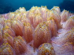 Botrylloides magnicoecus