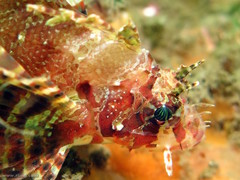 Dendrochirus brachypterus