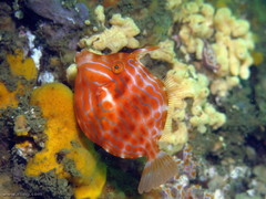 Eubalichthys mosaicus