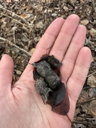 Northern Saw-whet Owl observed by jnschultz