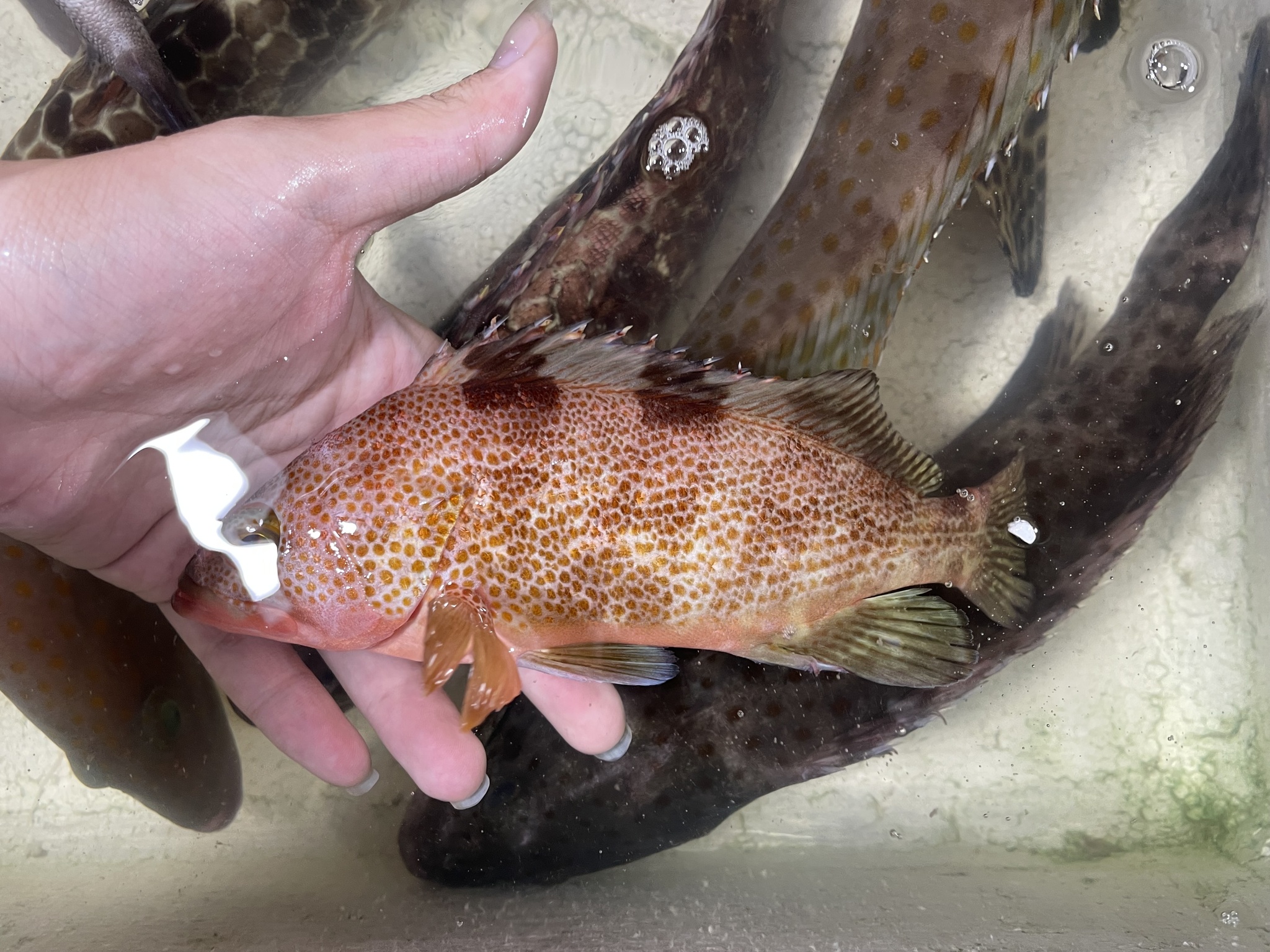 Rock Grouper photo 6