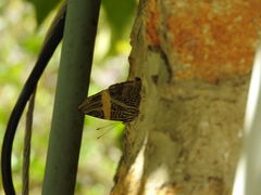 Colobura dirce dirce