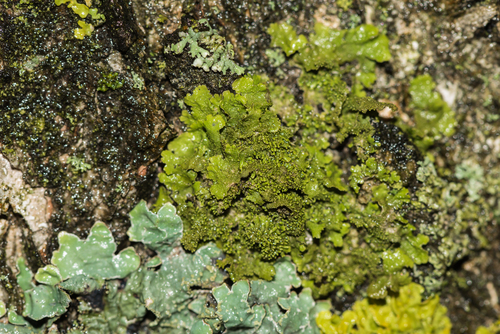 Lustrous Camouflage Lichen