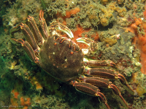 Red Rock Crab