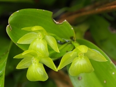Epidendrum hunterianum
