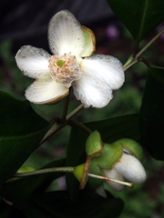 Psidium friedrichsthalianum