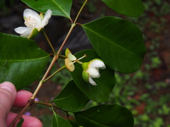 Psidium friedrichsthalianum