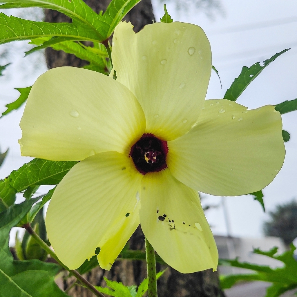 bụp mì – Abelmoschus manihot