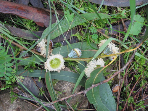 Eucalyptus globulus