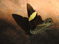 Colobura dirce dirce