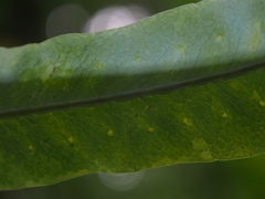 Phlebodium pseudoaureum