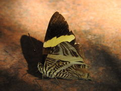 Colobura dirce dirce