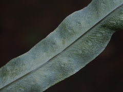 Phlebodium pseudoaureum