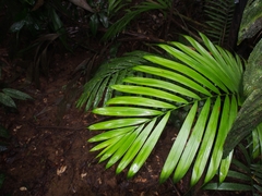 Prestoea decurrens