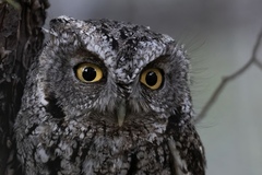 Whiskered Screech-Owl photo 2