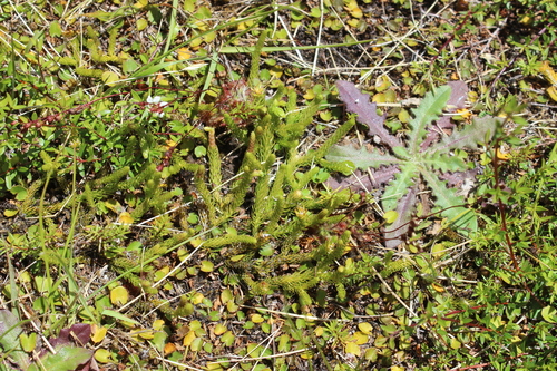 Slender Clubmoss (Lateristachys lateralis)
