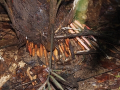 Prestoea decurrens
