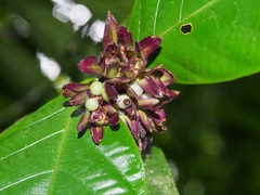 Palicourea suerrensis