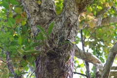 Dendrolirium lasiopetalum