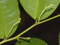 Swartzia costaricensis