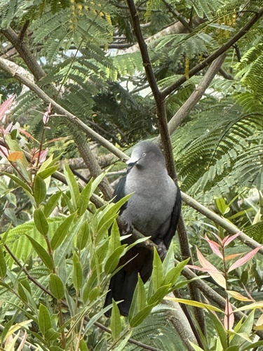 Ducula galeata observed 2026-01-12