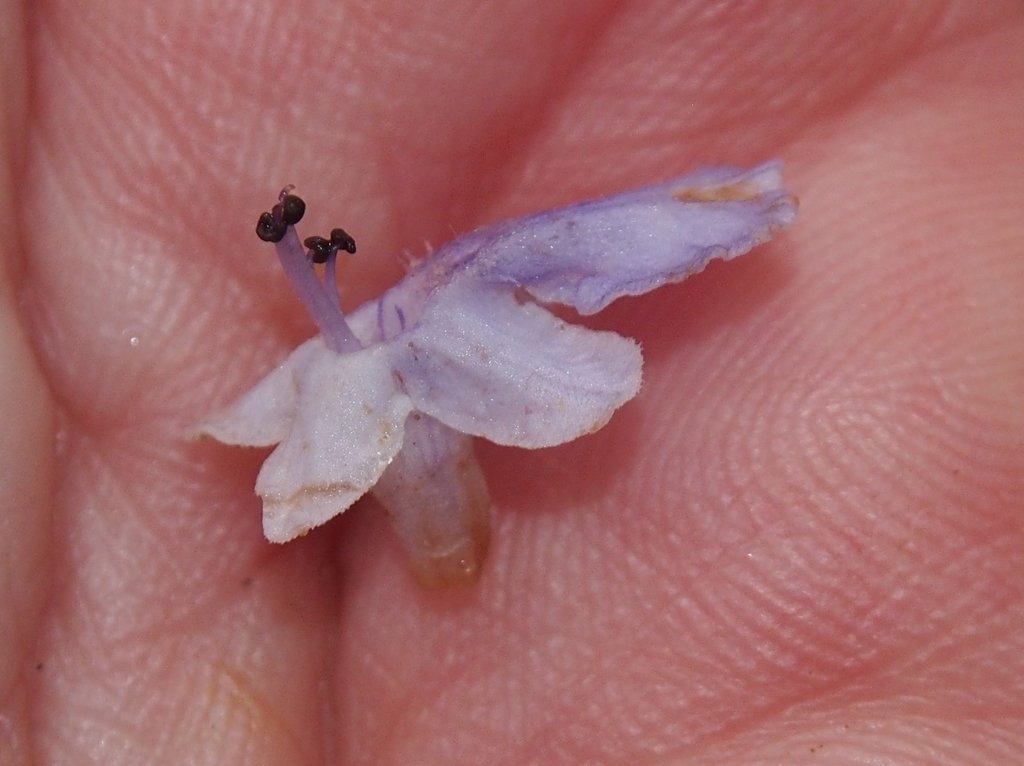 Vitex cooperi; photograph (c) Lena Struwe, some rights reserved (CC BY-SA)