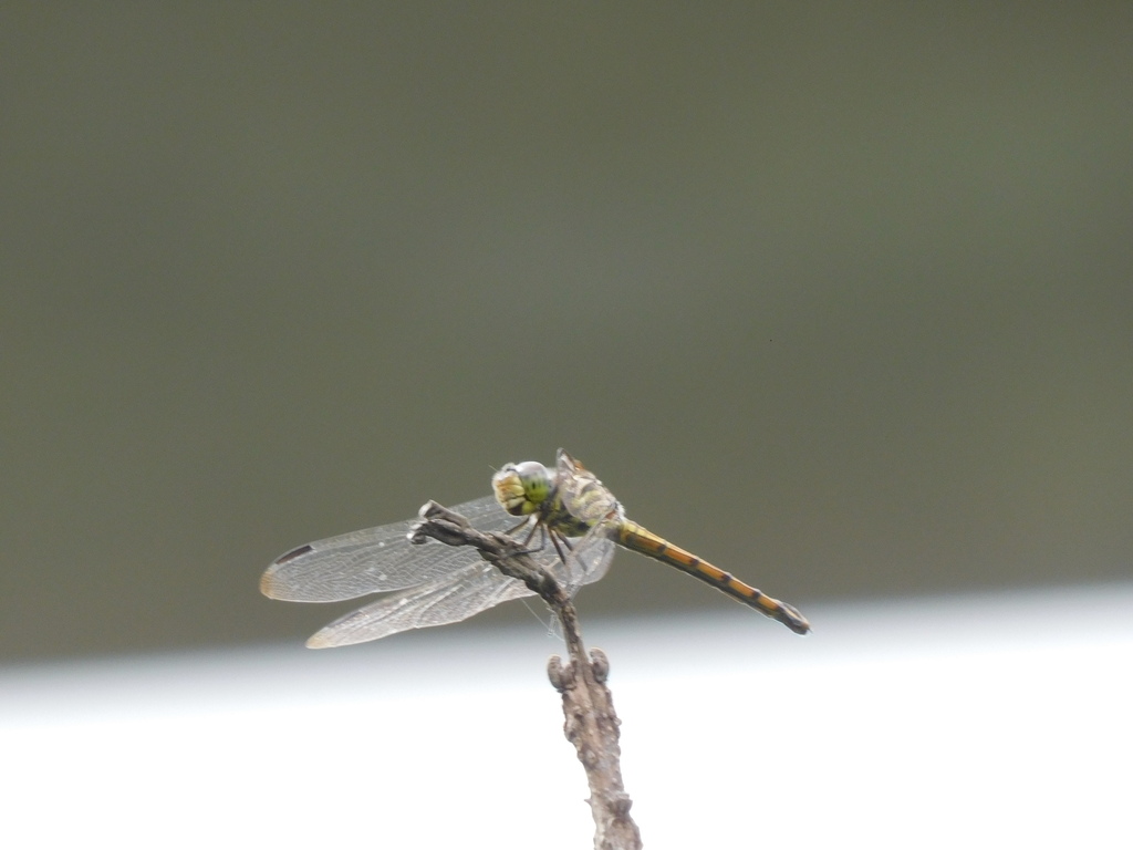Blue Chaser (Potamarcha congener)
