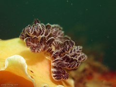 Aphelodoris varia