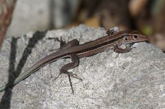 Pholidoscelis auberi