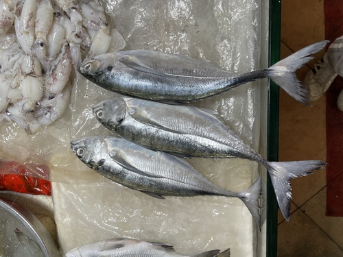 Cordyla scad (Megalaspis cordyla) — Carangidae