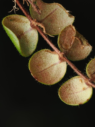 crimson rātā (Metrosideros carminea)